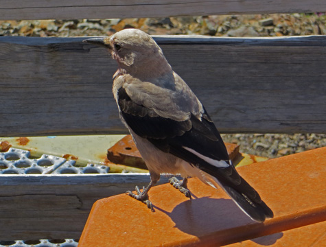 Bird in Whistler BC
